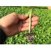 黃瓜種子哪里買，哪里能買到黃瓜種子