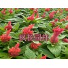 河南優(yōu)惠的室內(nèi)花卉 花卉擺租多少錢