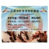 江蘇優惠的龍蝦種苗 睢寧哪里有龍蝦苗