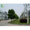 廠區(qū)綠化值得信賴 廠區(qū)綠化廠家
